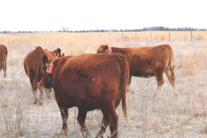 Corral Collars in the Pasture