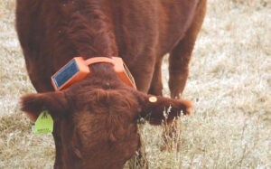 Corral Collars on Cow