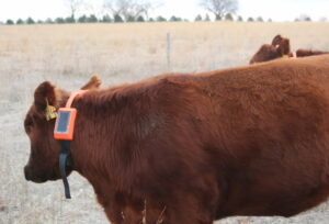 Cow wearing Corral Collar