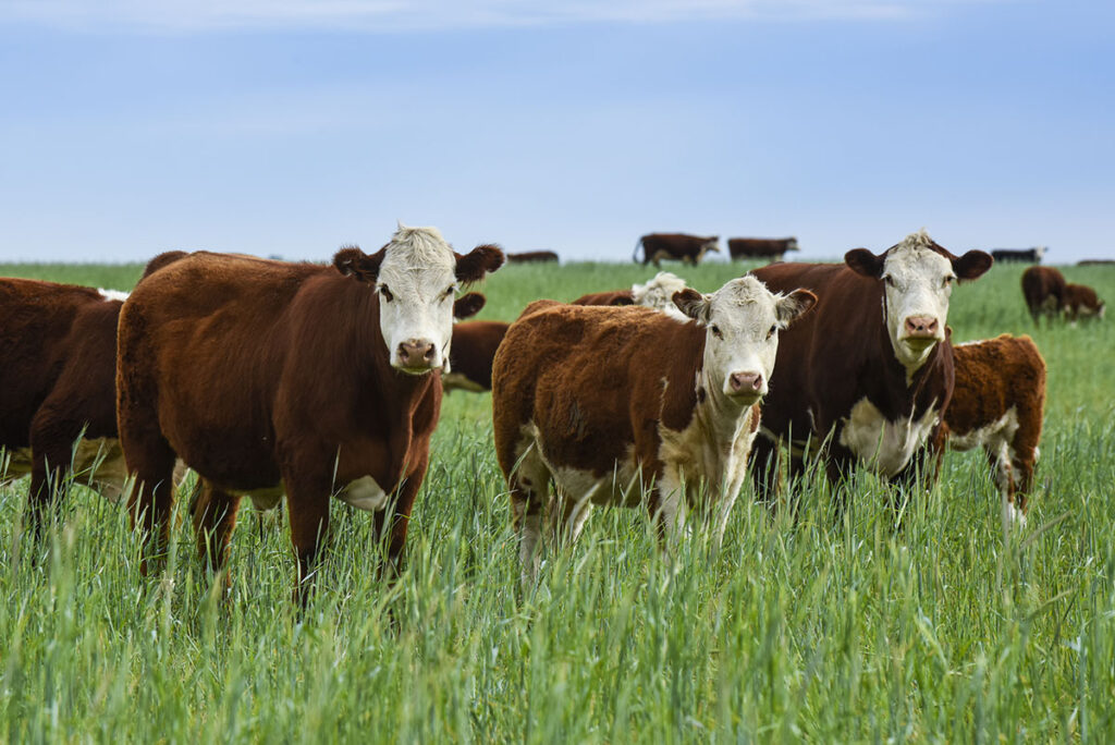 Hereford cattle in pasture